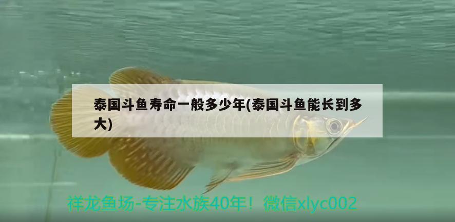 泰國斗魚壽命一般多少年(泰國斗魚能長到多大) 泰國斗魚