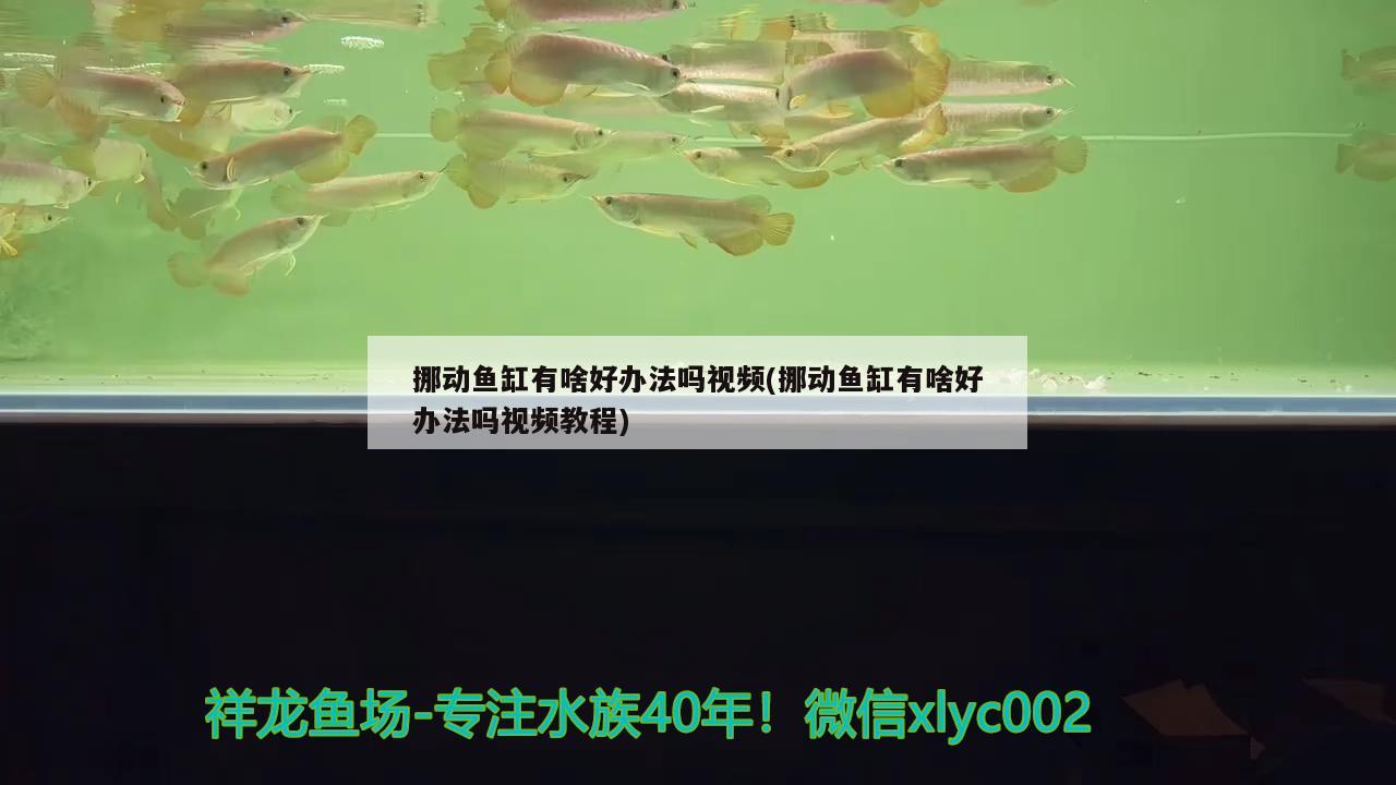 挪動魚缸有啥好辦法嗎視頻(挪動魚缸有啥好辦法嗎視頻教程) 印尼四紋虎