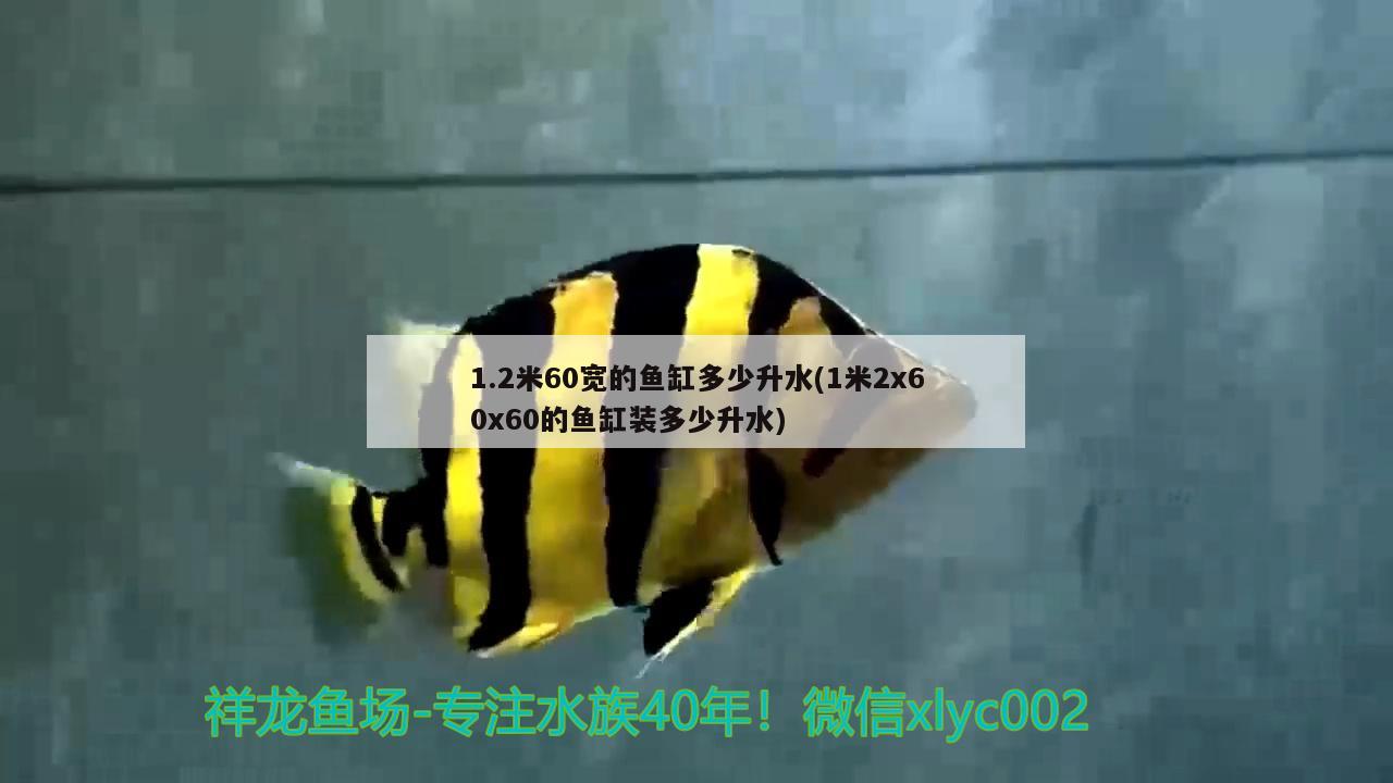 1.2米60寬的魚缸多少升水(1米2x60x60的魚缸裝多少升水) 喂食器