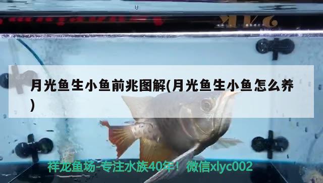 月光魚生小魚前兆圖解(月光魚生小魚怎么養(yǎng))