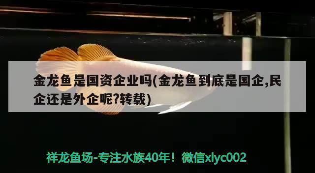 金龍魚是國資企業(yè)嗎(金龍魚到底是國企,民企還是外企呢?轉(zhuǎn)載) 觀賞魚