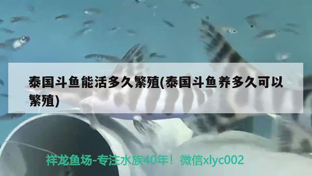 泰國(guó)斗魚(yú)能活多久繁殖(泰國(guó)斗魚(yú)養(yǎng)多久可以繁殖)