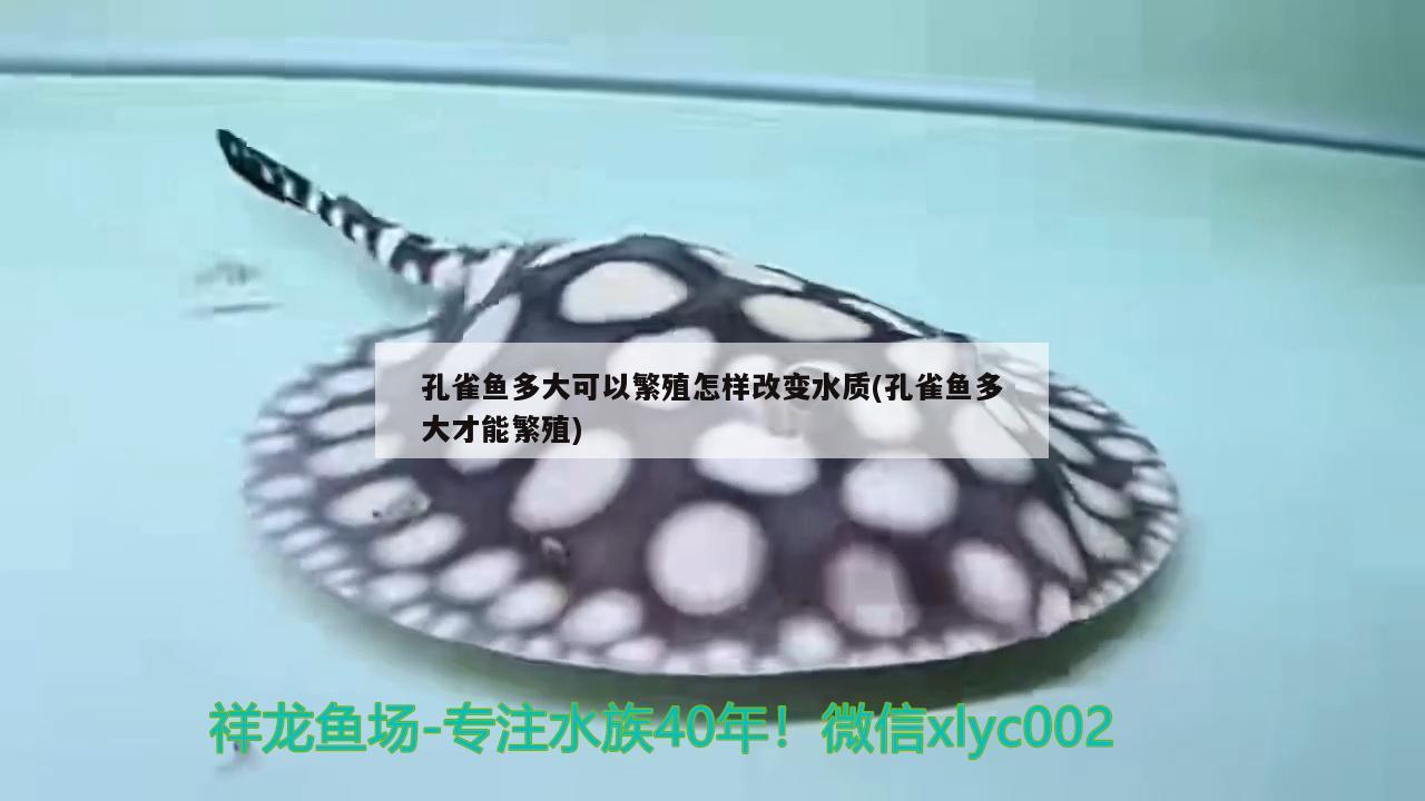 孔雀魚多大可以繁殖怎樣改變水質(zhì)(孔雀魚多大才能繁殖)