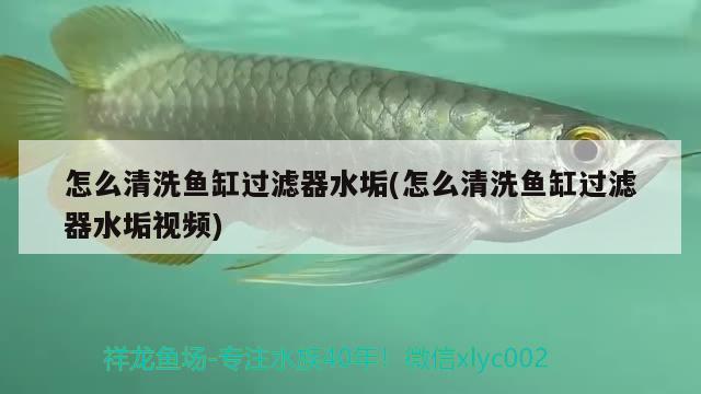 怎么清洗魚缸過濾器水垢(怎么清洗魚缸過濾器水垢視頻) 泰國虎魚