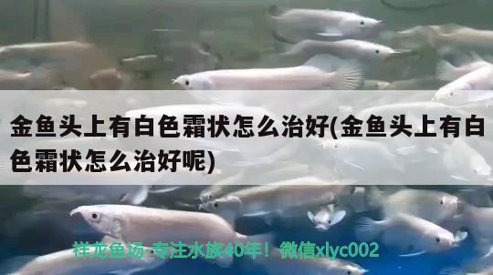 金魚頭上有白色霜狀怎么治好(金魚頭上有白色霜狀怎么治好呢)