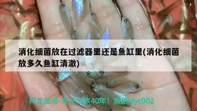 消化細(xì)菌放在過濾器里還是魚缸里(消化細(xì)菌放多久魚缸清澈)