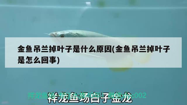 金魚吊蘭掉葉子是什么原因(金魚吊蘭掉葉子是怎么回事)