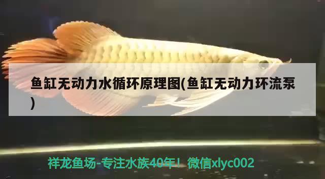 魚缸無動力水循環(huán)原理圖(魚缸無動力環(huán)流泵)