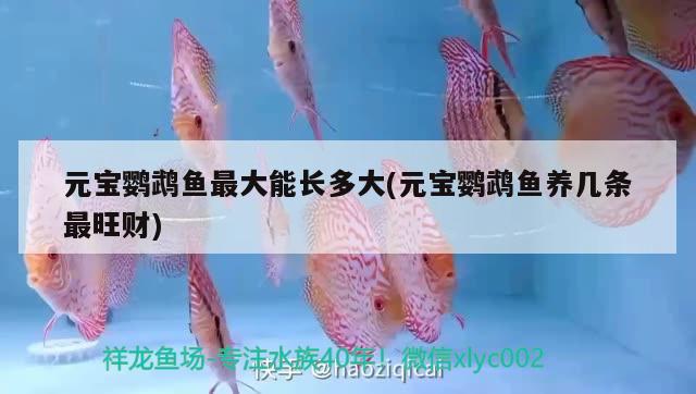 元寶鸚鵡魚最大能長多大(元寶鸚鵡魚養(yǎng)幾條最旺財) 鸚鵡魚