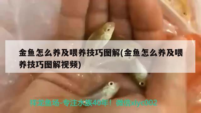 金魚怎么養(yǎng)及喂養(yǎng)技巧圖解(金魚怎么養(yǎng)及喂養(yǎng)技巧圖解視頻)