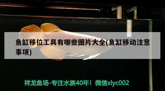 魚缸移位工具有哪些圖片大全(魚缸移動注意事項) 廣州水族批發(fā)市場