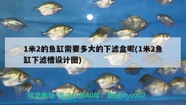 1米2的魚缸需要多大的下濾盒呢(1米2魚缸下濾槽設(shè)計(jì)圖) 泰國(guó)雪鯽魚