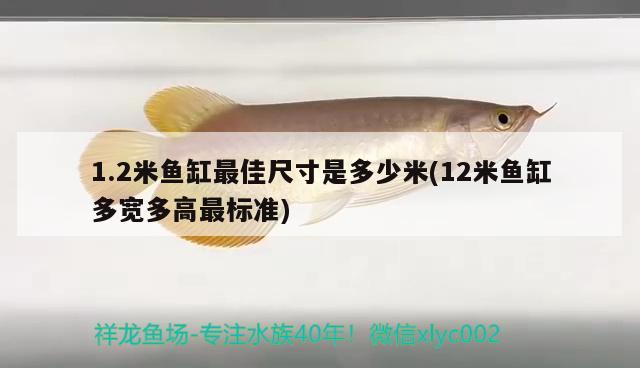 1.2米魚(yú)缸最佳尺寸是多少米(12米魚(yú)缸多寬多高最標(biāo)準(zhǔn)) 觀賞魚(yú)百科