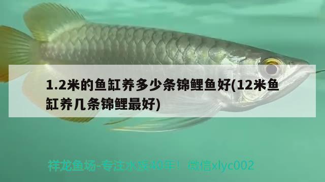 1.2米的魚缸養(yǎng)多少條錦鯉魚好(12米魚缸養(yǎng)幾條錦鯉最好)