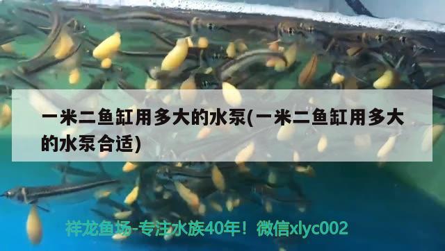 一米二魚缸用多大的水泵(一米二魚缸用多大的水泵合適) 龍魚批發(fā) 第1張