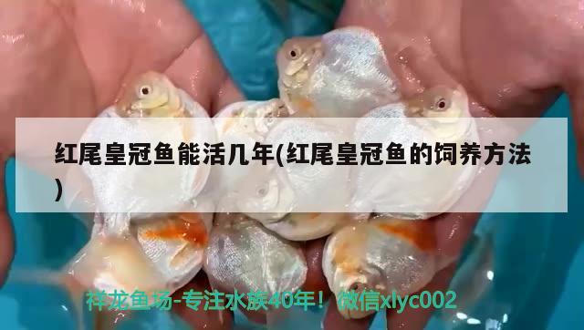 紅尾皇冠魚能活幾年(紅尾皇冠魚的飼養(yǎng)方法) 觀賞魚