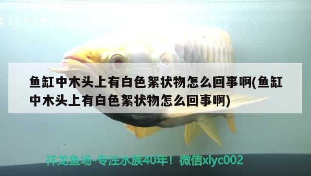 魚(yú)缸中木頭上有白色絮狀物怎么回事啊(魚(yú)缸中木頭上有白色絮狀物怎么回事啊)