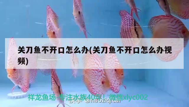 關刀魚不開口怎么辦(關刀魚不開口怎么辦視頻) 觀賞魚