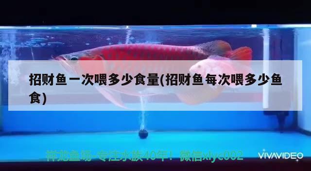 招財魚一次喂多少食量(招財魚每次喂多少魚食) 觀賞魚 第2張