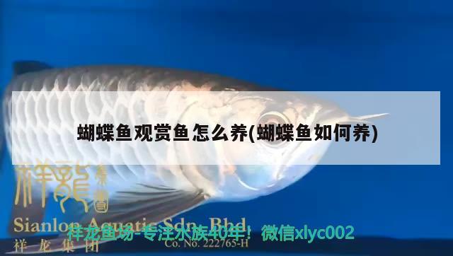 蝴蝶魚觀賞魚怎么養(yǎng)(蝴蝶魚如何養(yǎng))