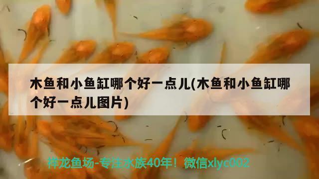 木魚和小魚缸哪個(gè)好一點(diǎn)兒(木魚和小魚缸哪個(gè)好一點(diǎn)兒圖片) 紅龍專用魚糧飼料