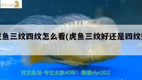 虎魚三紋四紋怎么看(虎魚三紋好還是四紋好) 虎魚百科