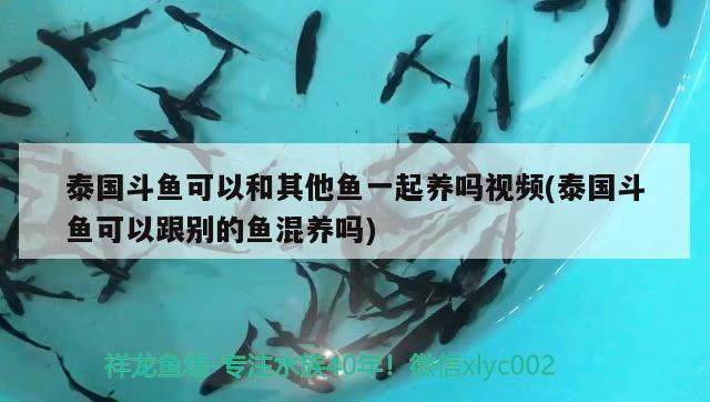 泰國(guó)斗魚(yú)可以和其他魚(yú)一起養(yǎng)嗎視頻(泰國(guó)斗魚(yú)可以跟別的魚(yú)混養(yǎng)嗎) 泰國(guó)斗魚(yú)