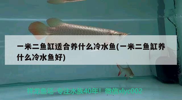 一米二魚缸適合養(yǎng)什么冷水魚(一米二魚缸養(yǎng)什么冷水魚好)