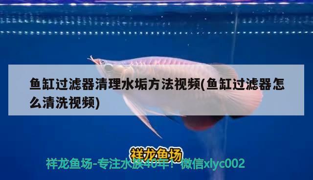 魚缸過(guò)濾器清理水垢方法視頻(魚缸過(guò)濾器怎么清洗視頻)