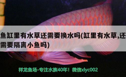 魚缸里有水草還需要換水嗎(缸里有水草,還需要隔離小魚嗎)