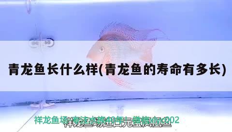 青龍魚長(zhǎng)什么樣(青龍魚的壽命有多長(zhǎng))