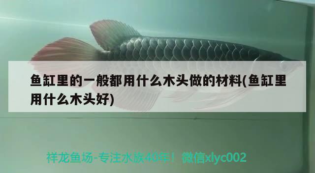 魚(yú)缸里的一般都用什么木頭做的材料(魚(yú)缸里用什么木頭好) 白玉紅龍魚(yú)