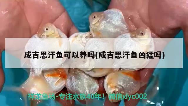 成吉思汗魚可以養(yǎng)嗎(成吉思汗魚兇猛嗎)