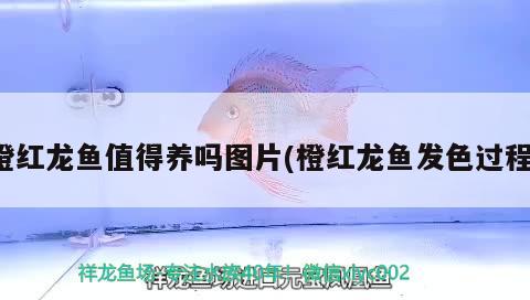 橙紅龍魚(yú)值得養(yǎng)嗎圖片(橙紅龍魚(yú)發(fā)色過(guò)程) 觀賞魚(yú)