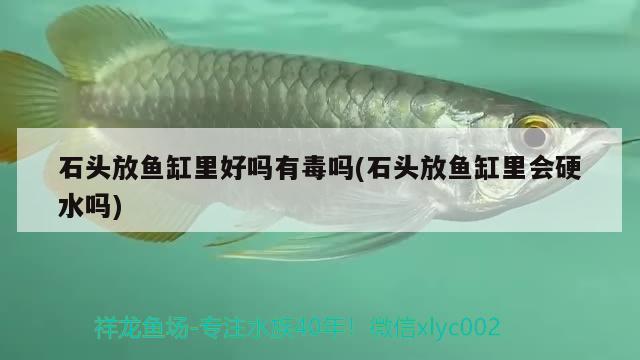 石頭放魚缸里好嗎有毒嗎(石頭放魚缸里會硬水嗎)