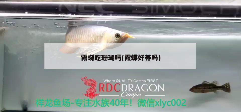 霞蝶吃珊瑚嗎(霞蝶好養(yǎng)嗎) 觀賞魚