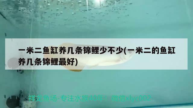 一米二魚缸養(yǎng)幾條錦鯉少不少(一米二的魚缸養(yǎng)幾條錦鯉最好)