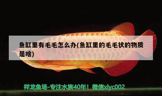 魚(yú)缸里有毛毛怎么辦(魚(yú)缸里的毛毛狀的物質(zhì)是啥) 祥龍傳奇品牌魚(yú)缸