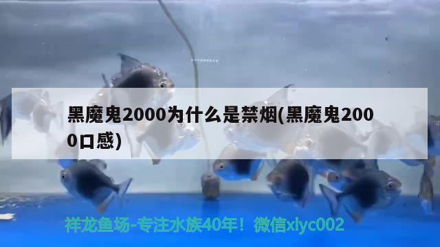 黑魔鬼2000為什么是禁煙(黑魔鬼2000口感) 觀賞魚