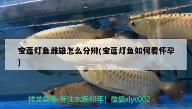 寶蓮燈魚雌雄怎么分辨(寶蓮燈魚如何看懷孕) 觀賞魚