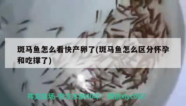 斑馬魚怎么看快產卵了(斑馬魚怎么區(qū)分懷孕和吃撐了) 觀賞魚