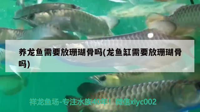 養(yǎng)龍魚需要放珊瑚骨嗎(龍魚缸需要放珊瑚骨嗎) 其他益生菌