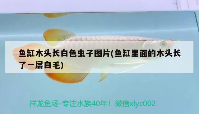 魚缸木頭長(zhǎng)白色蟲子圖片(魚缸里面的木頭長(zhǎng)了一層白毛) 招財(cái)戰(zhàn)船魚