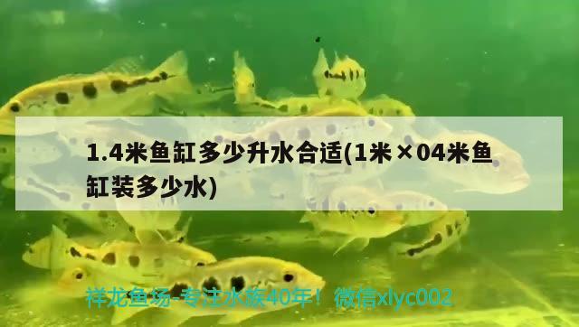 1.4米魚缸多少升水合適(1米×04米魚缸裝多少水) 黑金魟魚