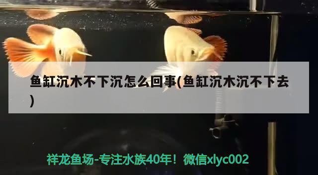 魚缸沉木不下沉怎么回事(魚缸沉木沉不下去) 2024第28屆中國國際寵物水族展覽會CIPS（長城寵物展2024 CIPS）