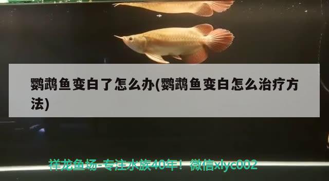 鸚鵡魚變白了怎么辦(鸚鵡魚變白怎么治療方法) 鸚鵡魚