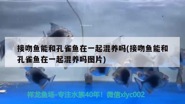 接吻魚能和孔雀魚在一起混養(yǎng)嗎(接吻魚能和孔雀魚在一起混養(yǎng)嗎圖片)