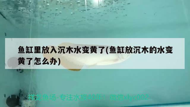 魚缸里放入沉木水變黃了(魚缸放沉木的水變黃了怎么辦) 祥龍龍魚專用水族燈