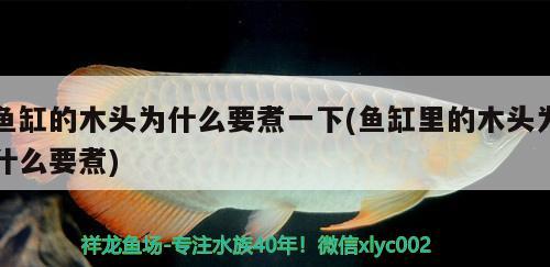 魚缸的木頭為什么要煮一下(魚缸里的木頭為什么要煮) 紅眼黃化幽靈火箭魚|皇家火箭魚