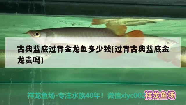 古典藍(lán)底過背金龍魚多少錢(過背古典藍(lán)底金龍貴嗎) 金龍魚百科